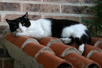 La gata sobre el tejado